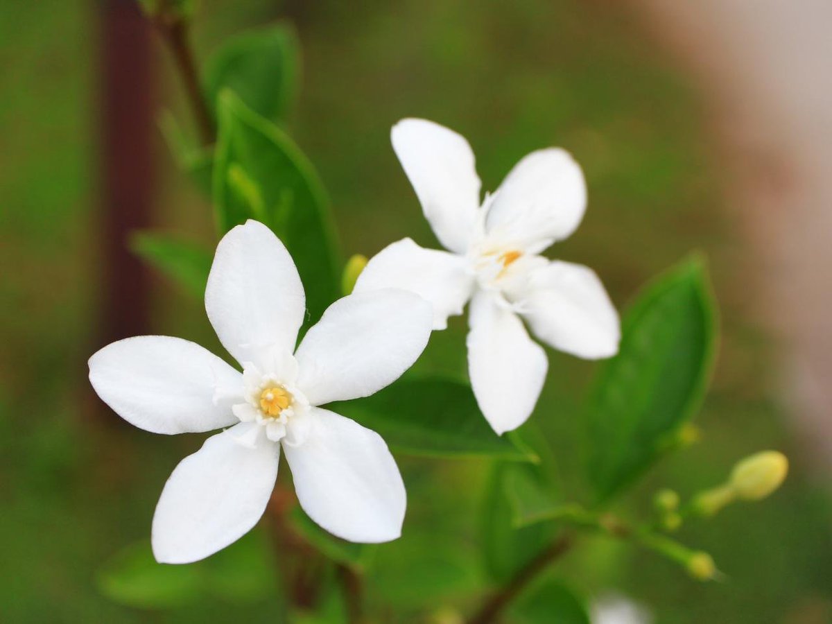 AdvancedBP's tweet photo. While we may not be able to change the entire world, we can change our corner. Plant a flower, shrub or tree. Keep a houseplant. #jasmine #houseplant #flower #advancedbioproducts https://t.co/Hi6ohhwFr2