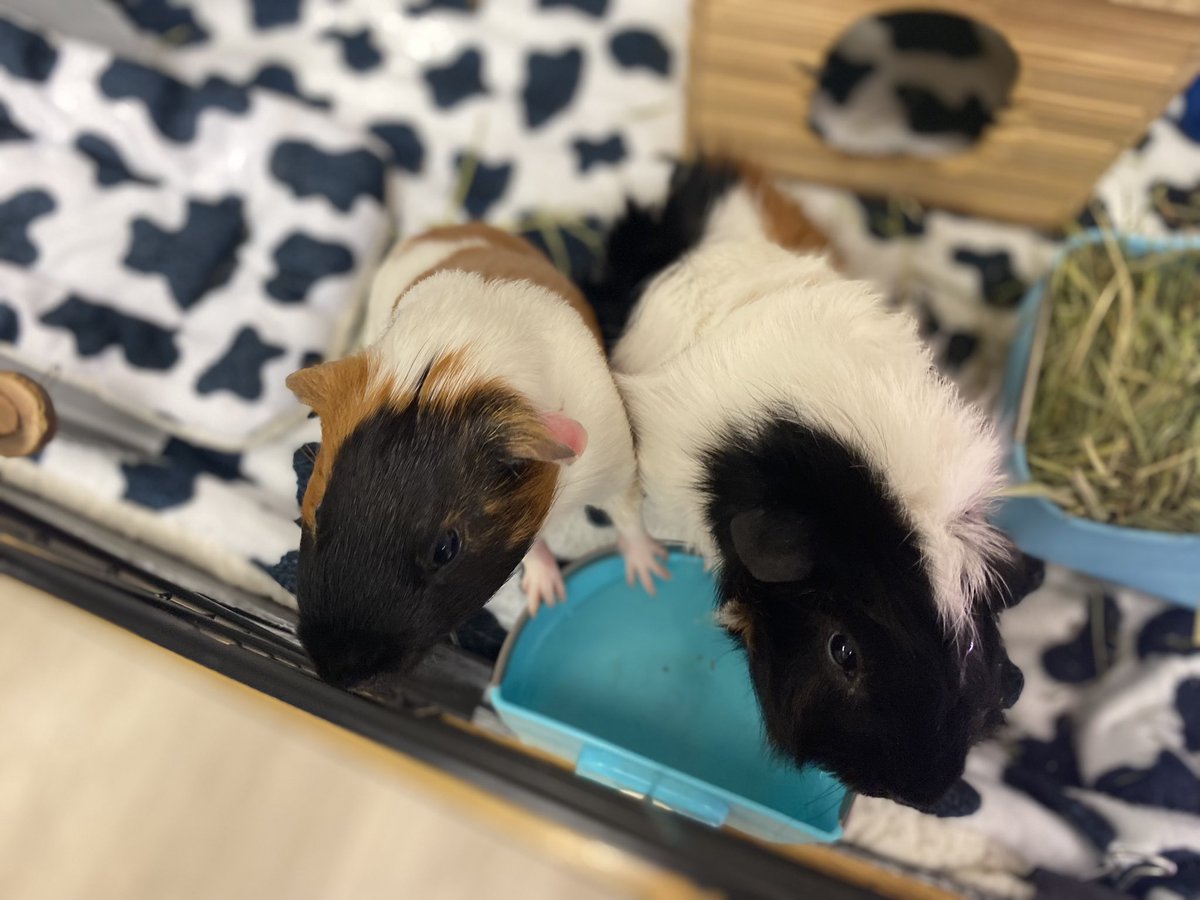 Cristina Ford tweet media