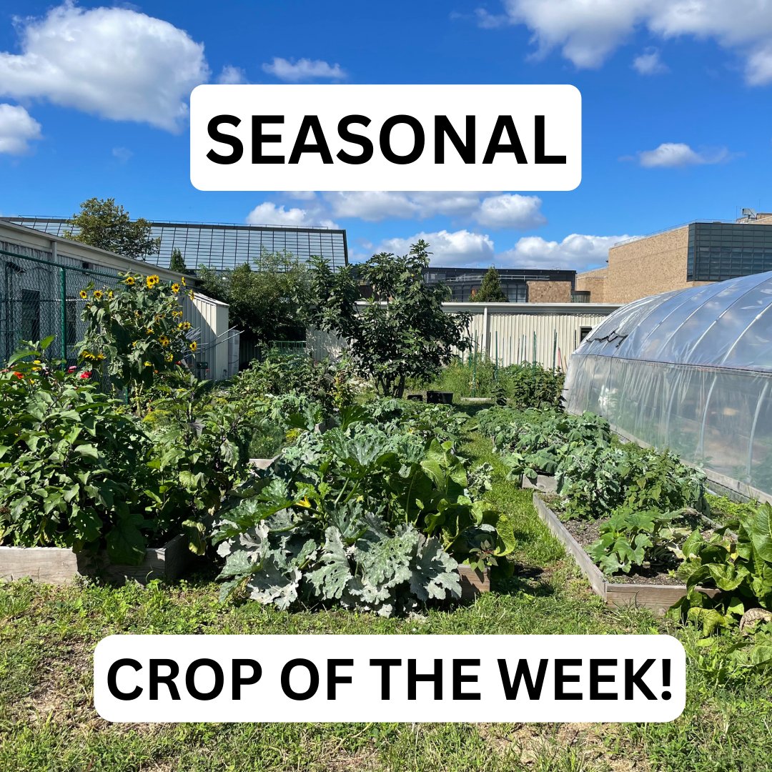 Kcc_Cfg's tweet image. Happy New Year!
We are introducing a new weekly segment featuring a seasonal crop and an easy recipe to help introduce healthy vegetables to your plates!
#CUNY #KBCC #URBANFARMING #RESOLUTIONS #HEALTHY #RECIPES #GROWYOUROWNFOOD