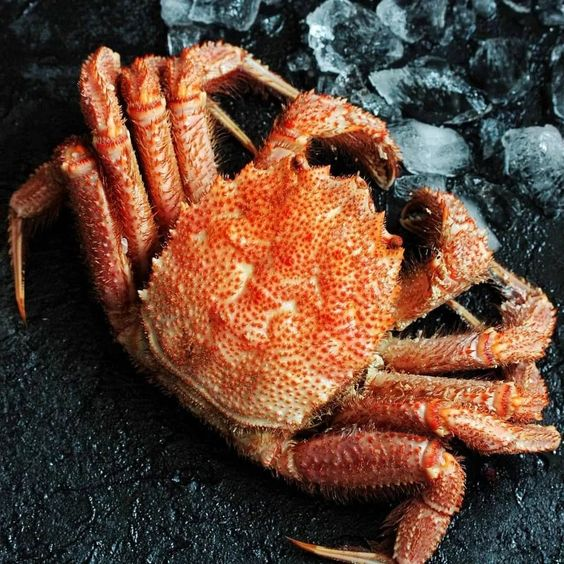 skumbriaa's tweet photo. The red king crab, also called Kamchatka crab or Alaskan king crab, is a species of king crab native to the Bering Sea and Gulf of Alaska. It was introduced to the Barents Sea. It grows to a leg span of 1.8 m, and is heavily targeted by fisheries. https://t.co/4qFn7Sx7cB