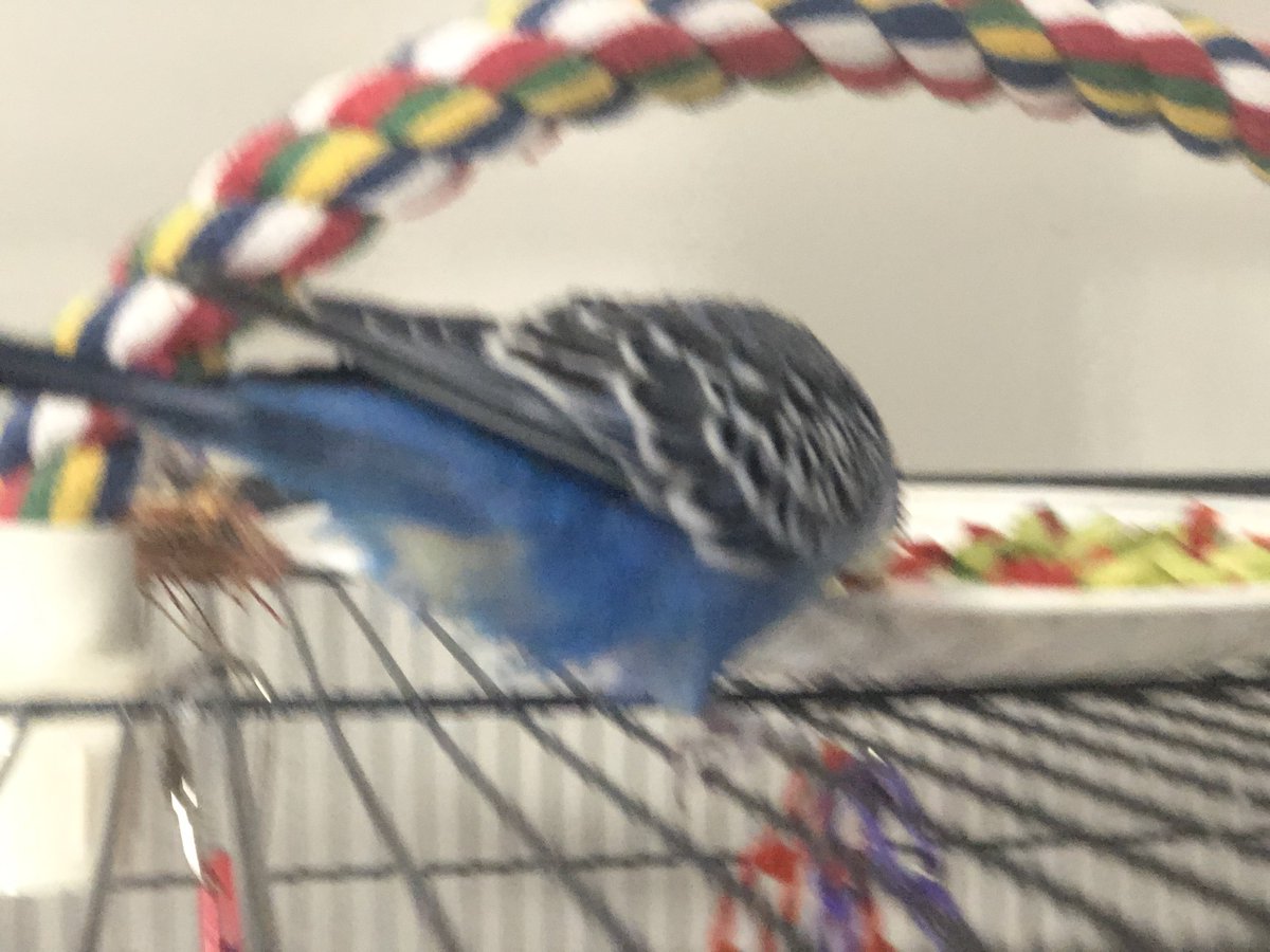 fredrickbudgie's tweet photo. My phone camera is having trouble focusing, so most of my pictures of the birds look like this haha https://t.co/cBKCYTKIpk