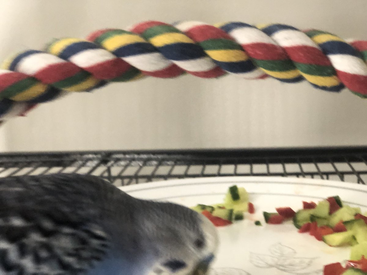 fredrickbudgie's tweet photo. My phone camera is having trouble focusing, so most of my pictures of the birds look like this haha https://t.co/cBKCYTKIpk