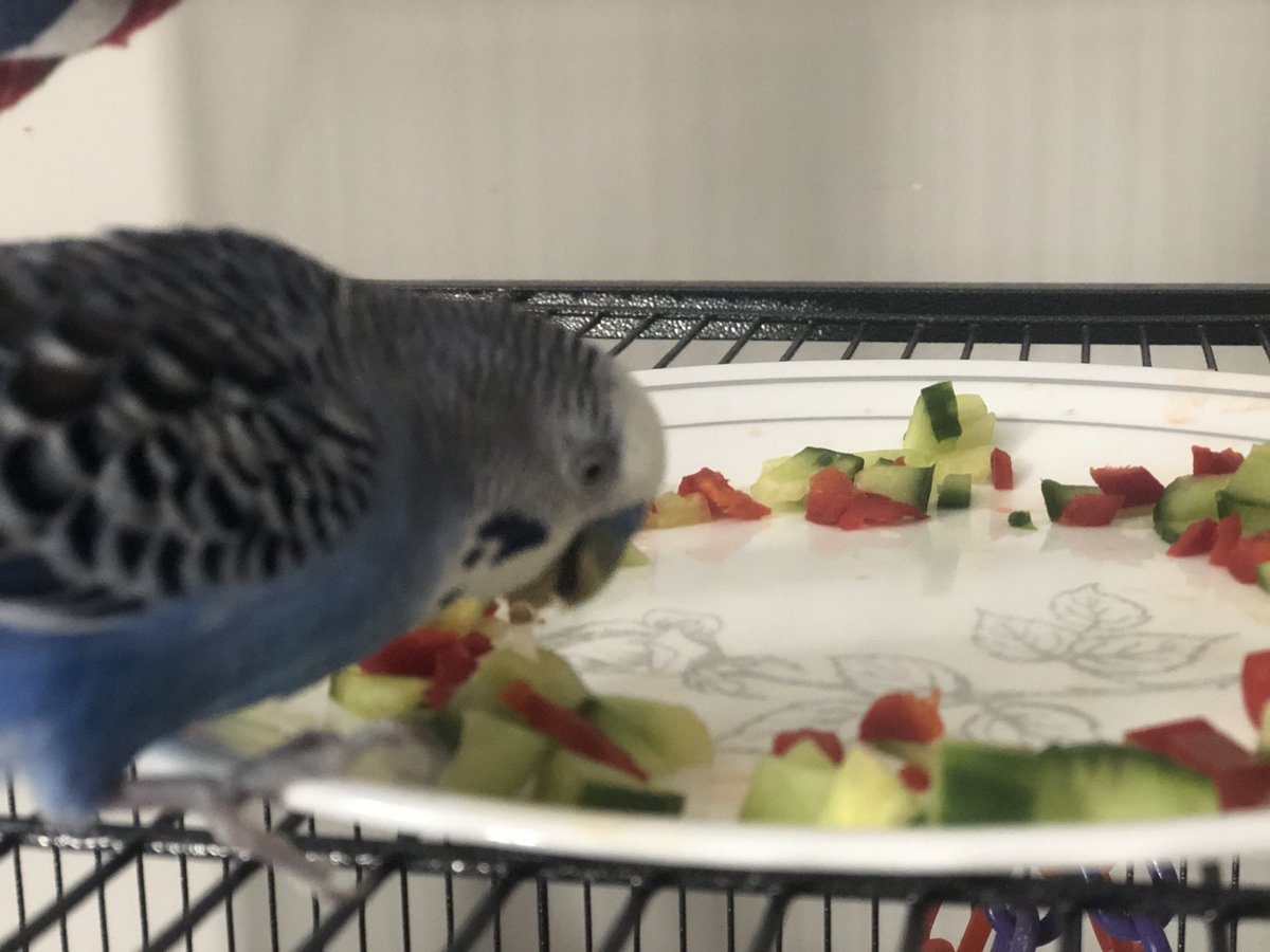 My phone camera is having trouble focusing, so most of my pictures of the birds look like this haha