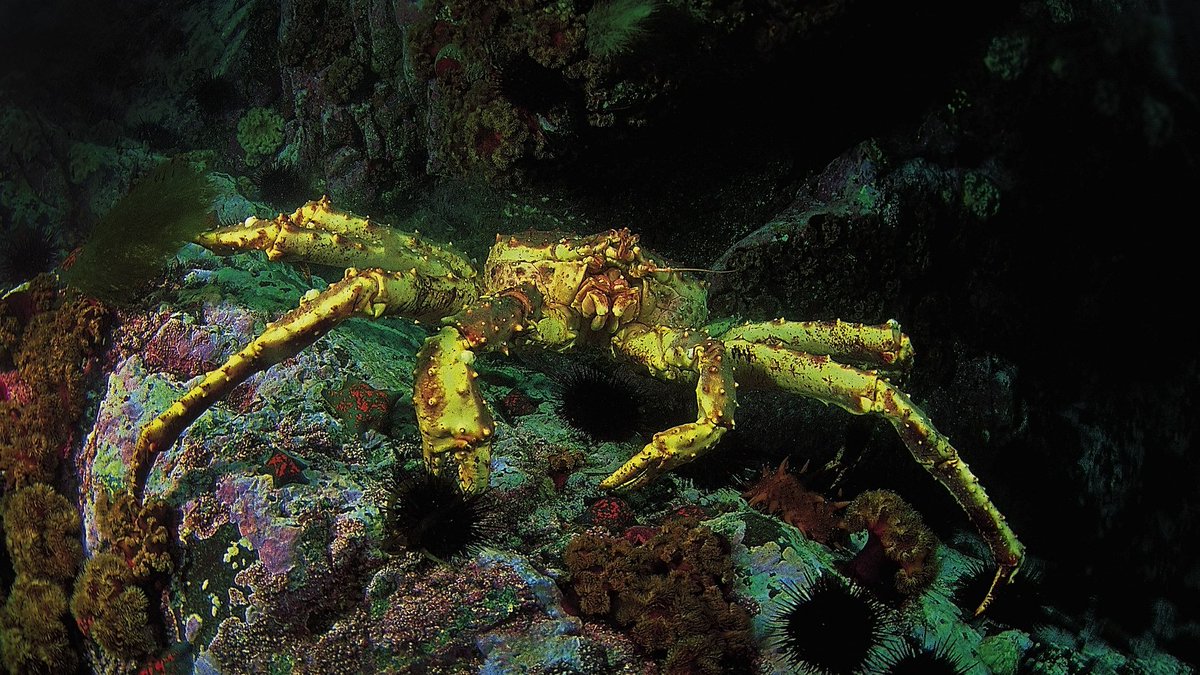 skumbriaa's tweet photo. The red king crab, also called Kamchatka crab or Alaskan king crab, is a species of king crab native to the Bering Sea and Gulf of Alaska. It was introduced to the Barents Sea. It grows to a leg span of 1.8 m, and is heavily targeted by fisheries. https://t.co/4qFn7Sx7cB