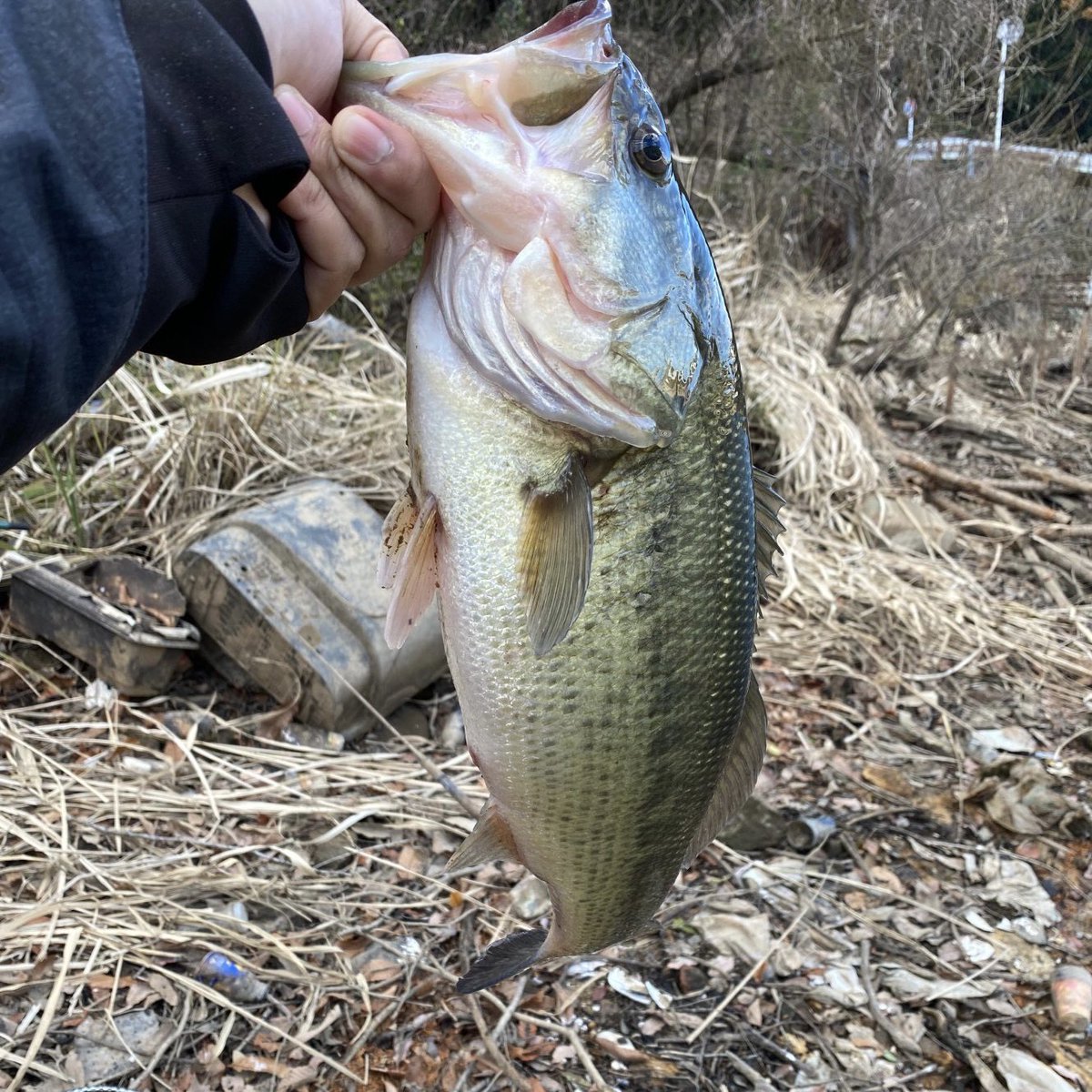 n_amufum's tweet photo. 旦那さん🤟🏿👨🏿🦰
今年初釣りで🎣初バス
それも
50UP⤴👏🏿👏🏿👏🏿
嬉しさのあまり
私が仕事から帰ってきて
今の今まで釣りの話でした🫠
#バス釣り #RAIDJAPAN #Levelvibboost https://t.co/UjtYBBfmo7
