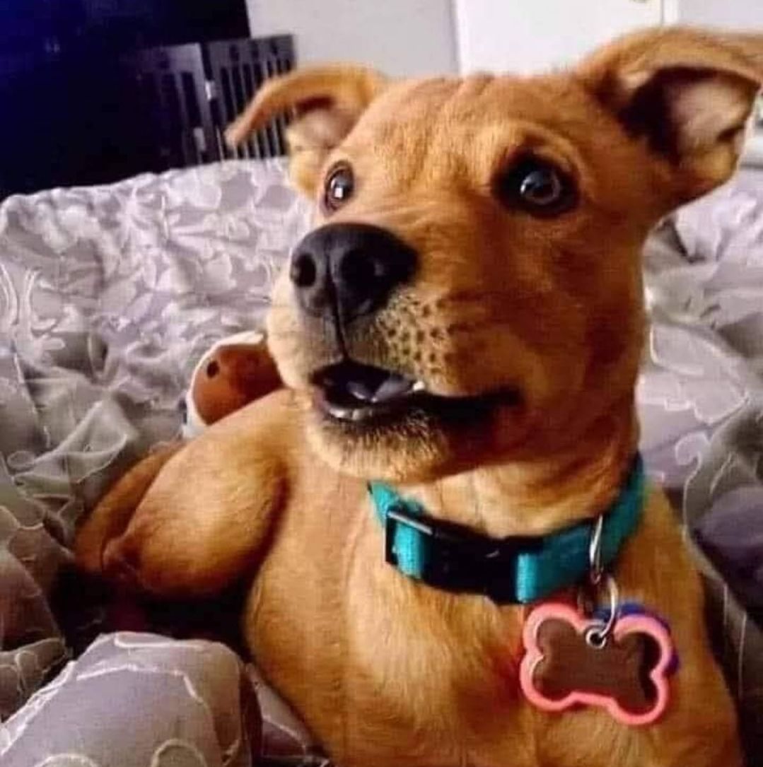 This is the Scoobyest looking dog I have ever seen.