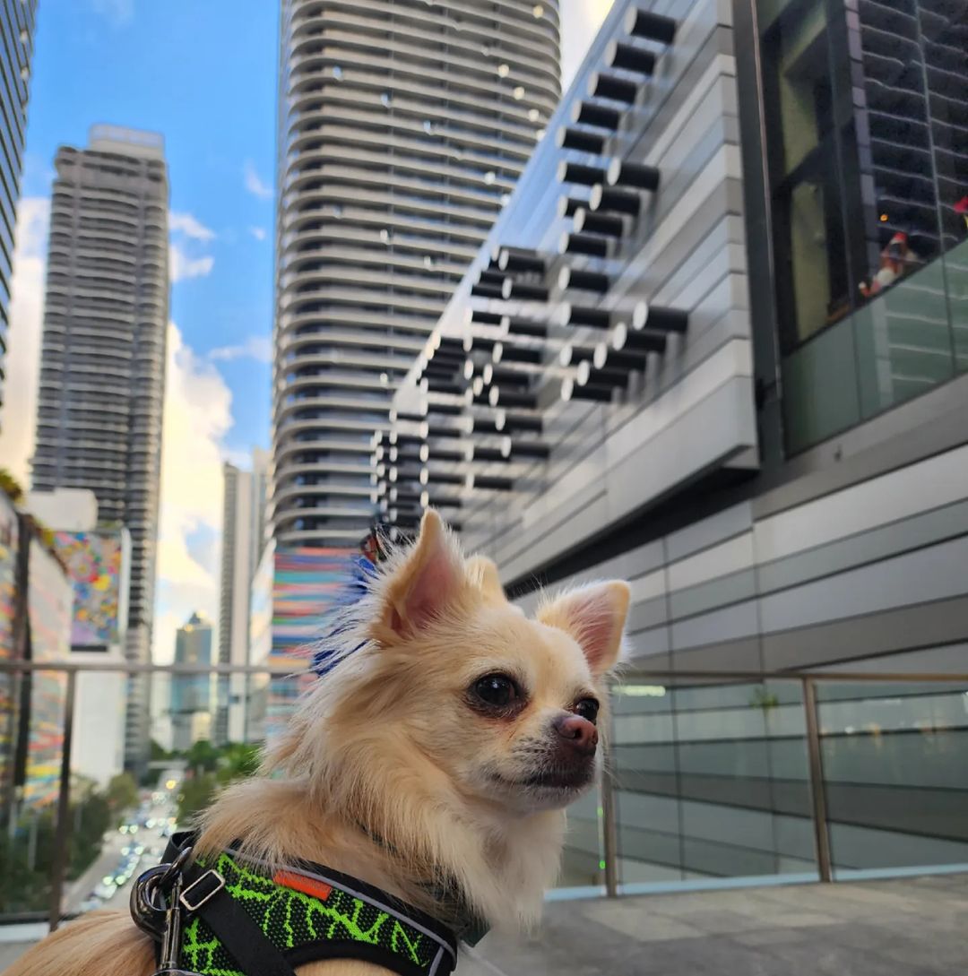 BrickellCityCtr's tweet photo. Even our #PetsofBCC know where the best photo spots at BCC are.

📸 max.chihuahua_ via IG https://t.co/dk8Hn8lY0B