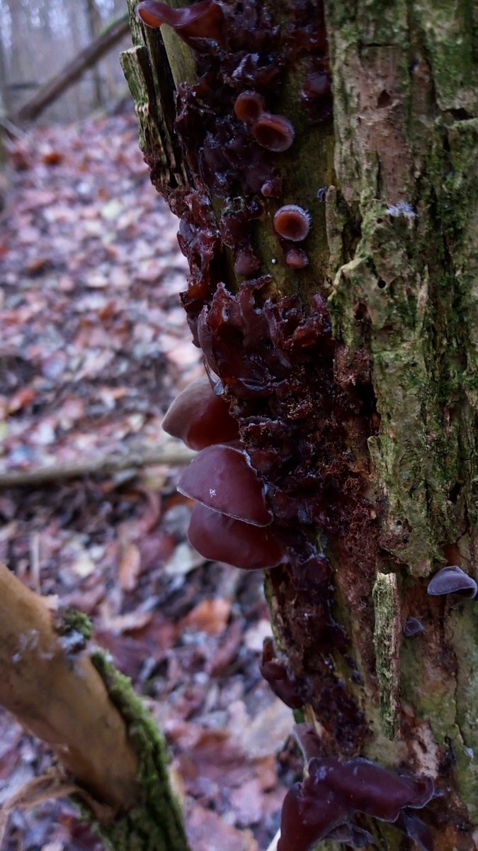 Winter mushrooms                                   1. #Judasohr #MuErr #AuriculariaAuriculaJudae #WoodEar #Pilze #Mushroom #Fungi