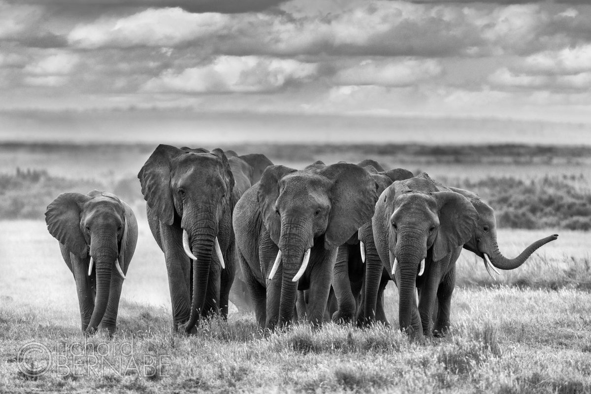 Richard Bernabe tweet media