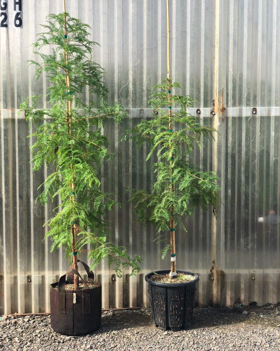 RootPouch's tweet image. Trial after trial, Root Pouches prove why they're the go to pot for the professional grower. This photo shows exactly the difference Root Pouch delivers. 

Want to switch to Root Pouch this year? Call us at 503-439-0306 or email info@rootpouch.com!

#nursery #horticulture #trees