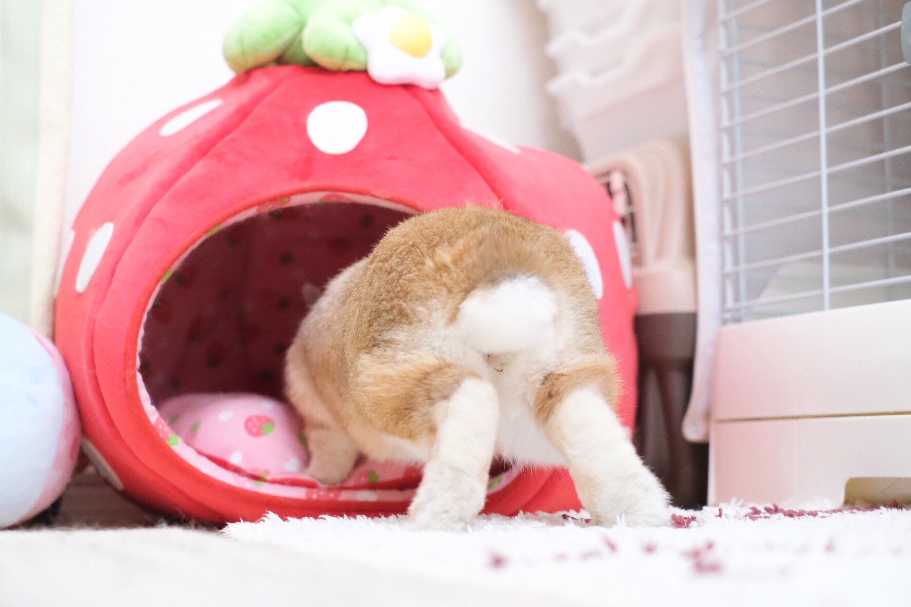 エッグタワーケーキ&タルトひよこうさぎ(耳ピンク) エッグタワーケーキ&タルトひよこうさぎ(耳ピンク)