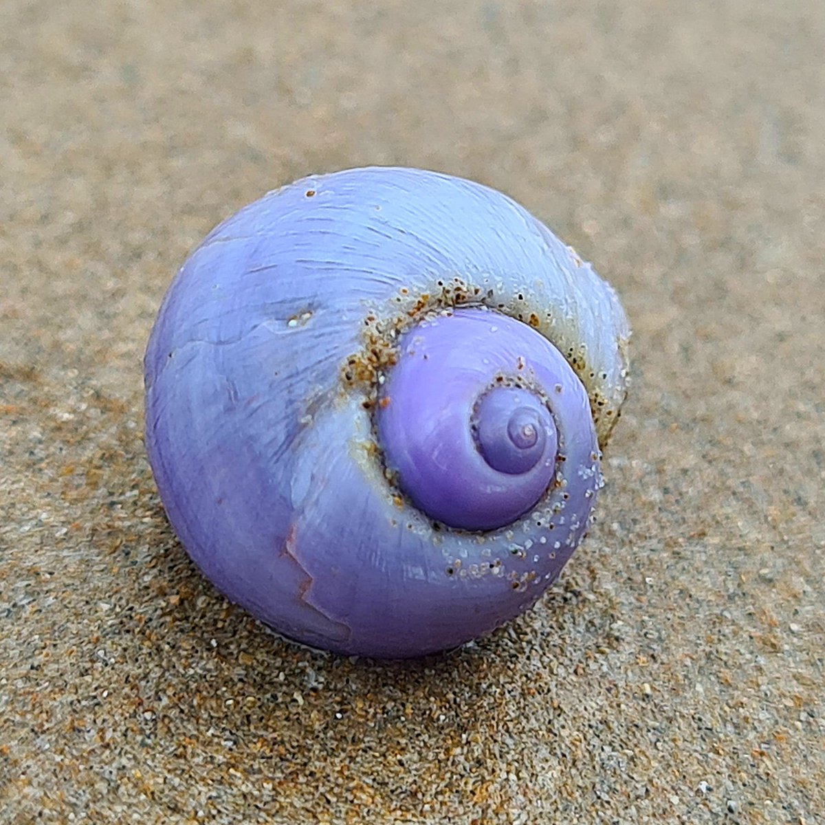 SeaSnakeBlanche's tweet photo. Violet snail, Janthina janthina, Lee Point, Darwin. This snail floats around using a bubble raft made from mucous. It eats cnidarians including blue bottles (Physalia physalis), blue buttons (Porpita porpita), and by-the-wind sailors (Velella velella). #bluefleet #violetsnail https://t.co/em8j2pR2Hl