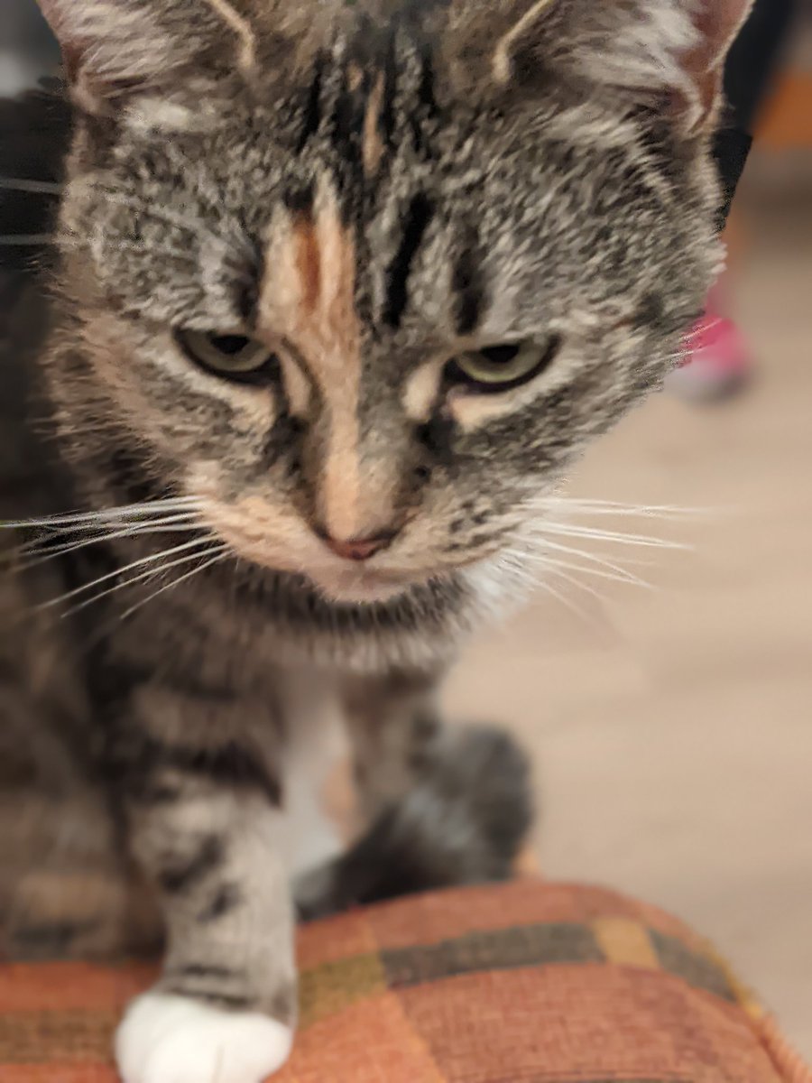 BurrellHealth's tweet image. Love waking up to this face every morning! 
♥️🐈🐾 
#cute #catphotography #CatsOfTwitter #catlover