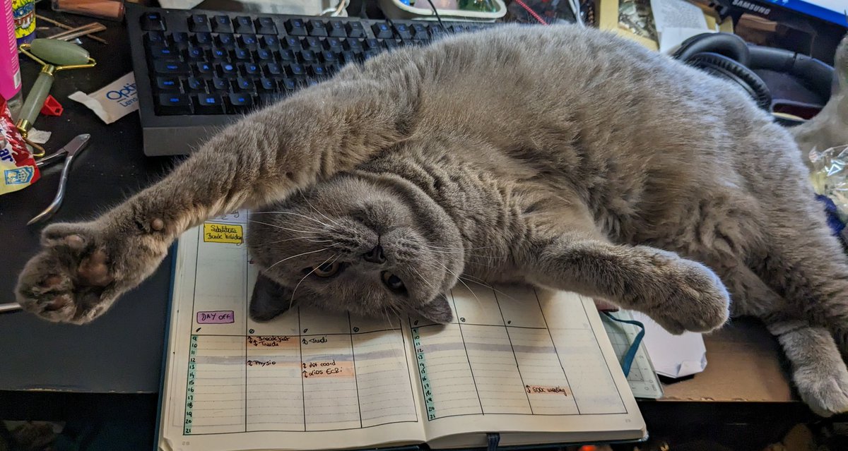 CharlieBSHCat's tweet photo. Hello 👋 https://t.co/X75T5V3G5L