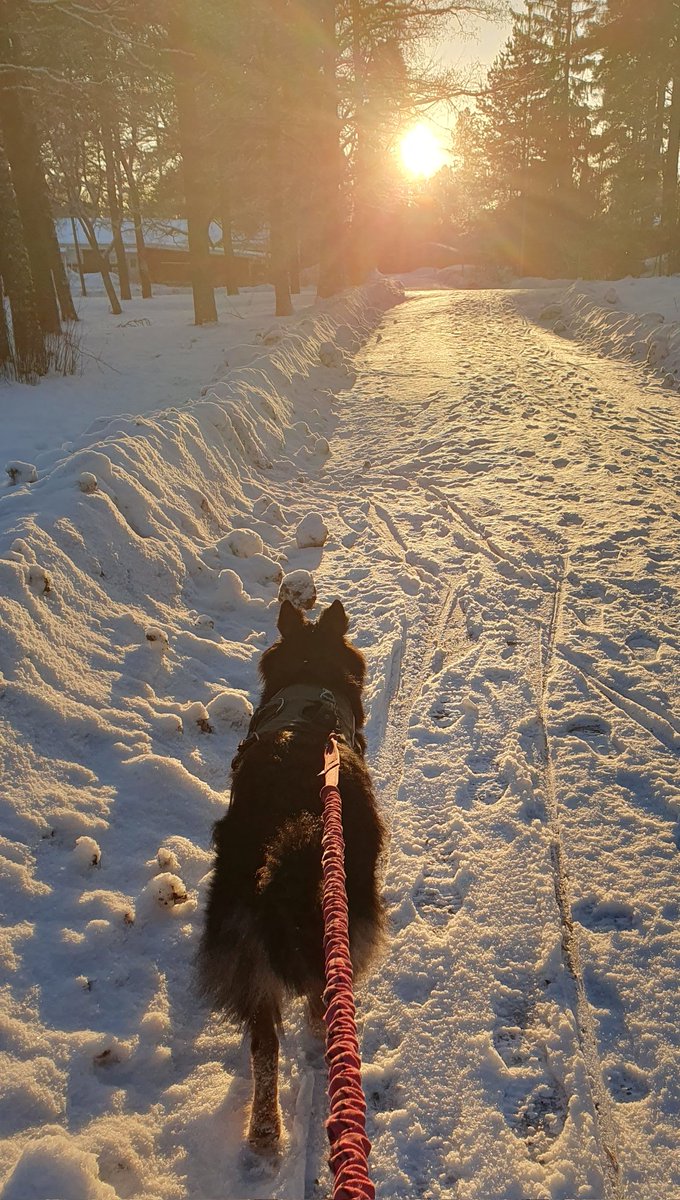 Aurinko armas, kyllä piristää 😃. Tammikuu on alkanut valoisasti.
#tikkakoski #kuntakoira #AurinkoPaistaa #tammikuu #KevättäKohti