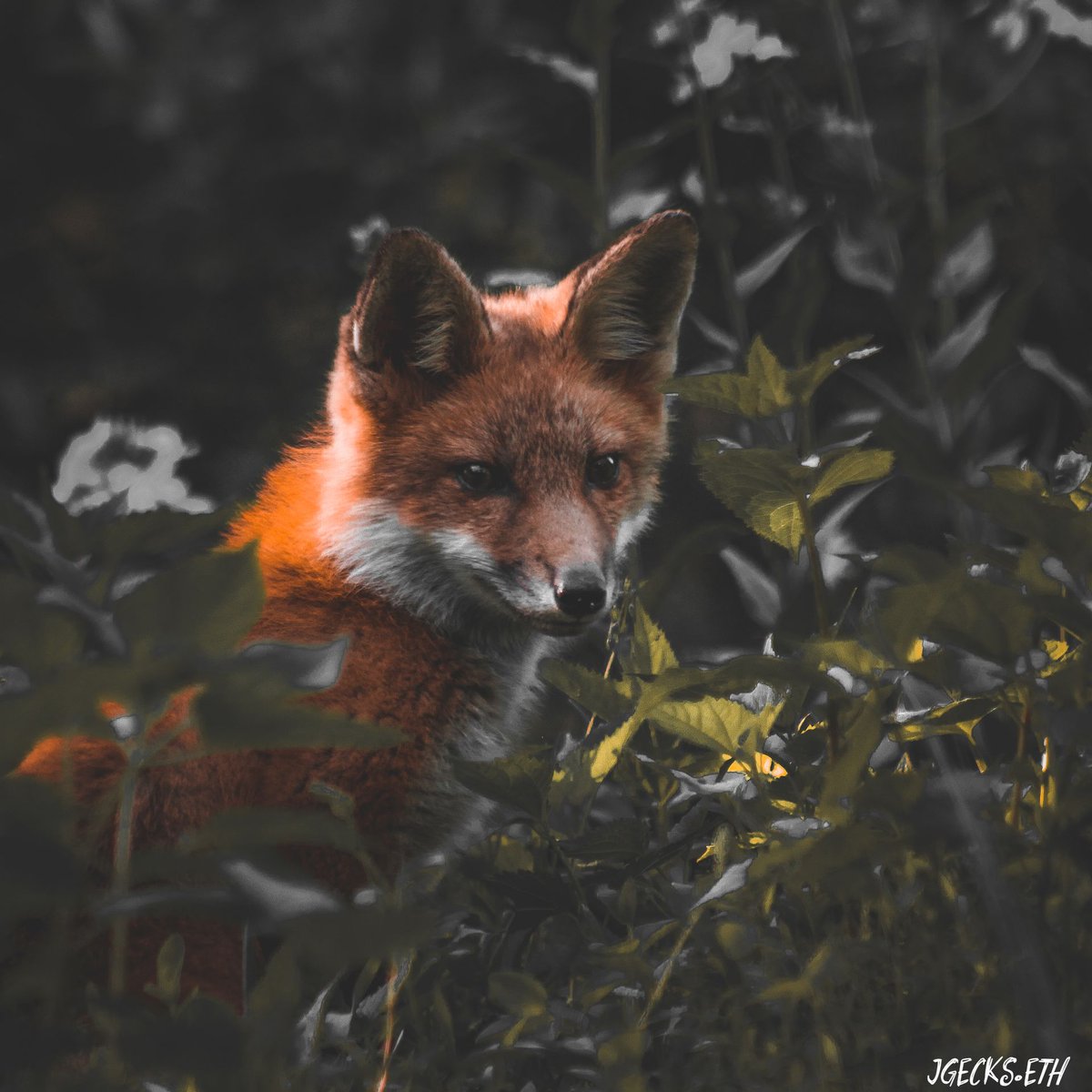 JGecks.eth | 553.eth tweet media