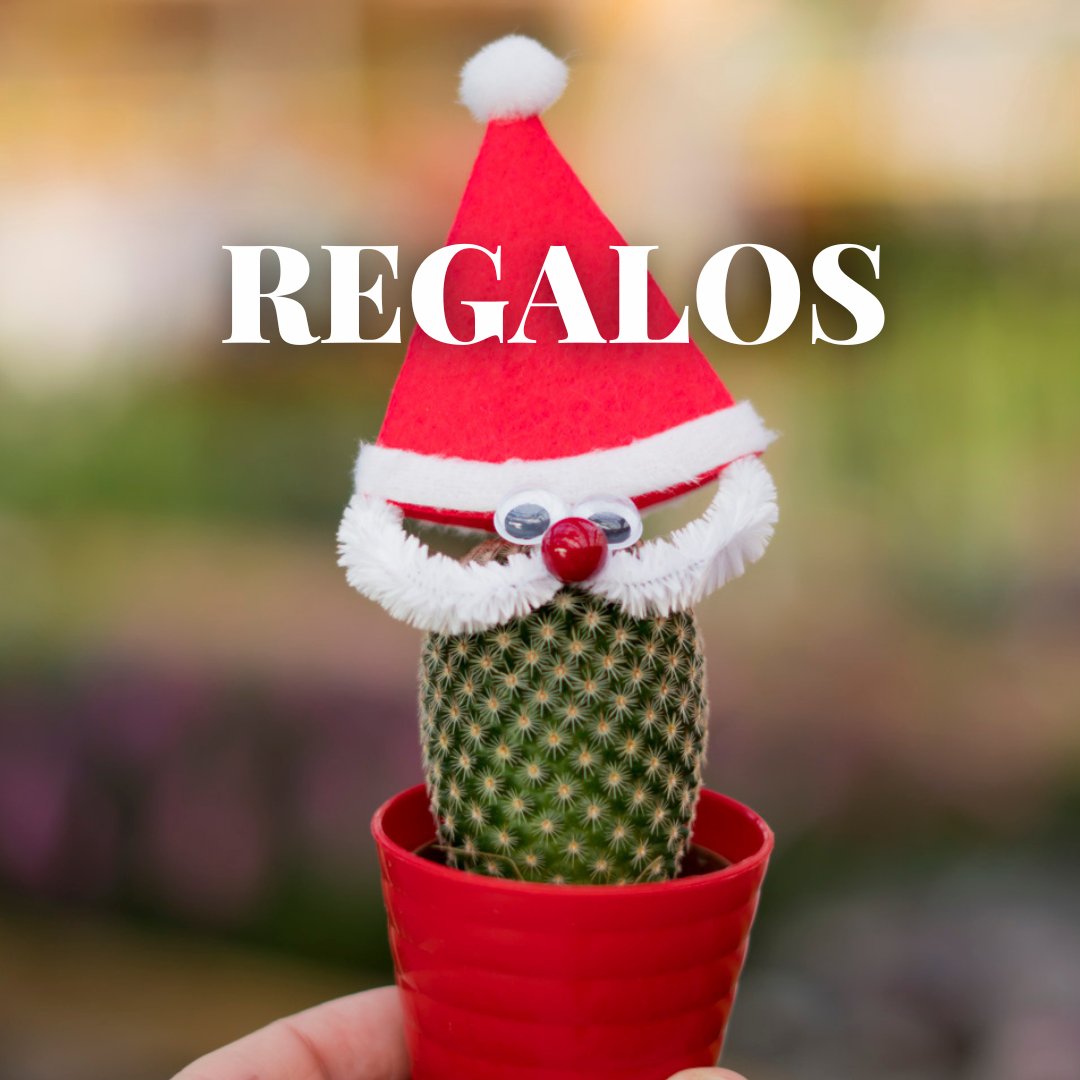ViverosAznar's tweet photo. ¿Todavía estas pensando en qué regalar? ¡Tenemos el regalo perfecto! Centros de flores, cestas de plantas, decoración especial…. ¡Aun estas a tiempo de dar una sorpresa!
.
.
#floresaznar #viverosaznar #flores #plantas #vivero #viverozaragoza #zaragoza #zgz #plantlover https://t.co/3hYRRykkhH