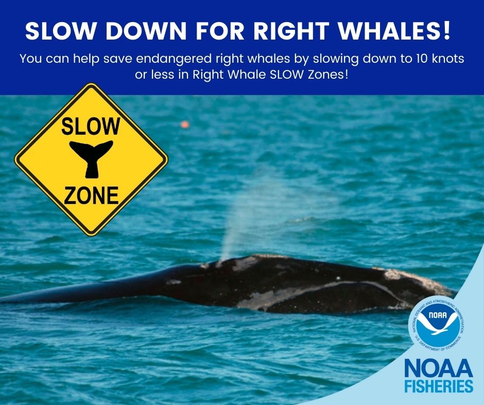 North Atlantic #RightWhale calving season is still underway! While we are excited to see 9 new mom-calf pairs so far this season, they are dying faster than they can reproduce. Experts estimate that we’ll need close to 20 new calves born to hold steady. ow.ly/yb6g50MeqcQ