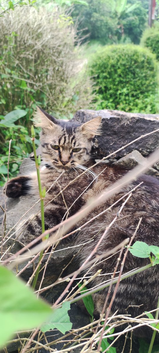 ClusterLyra's tweet photo. @kochengfs persatuan kucing abu jutek mukanya ngeselin😭 https://t.co/1duzSadpsz