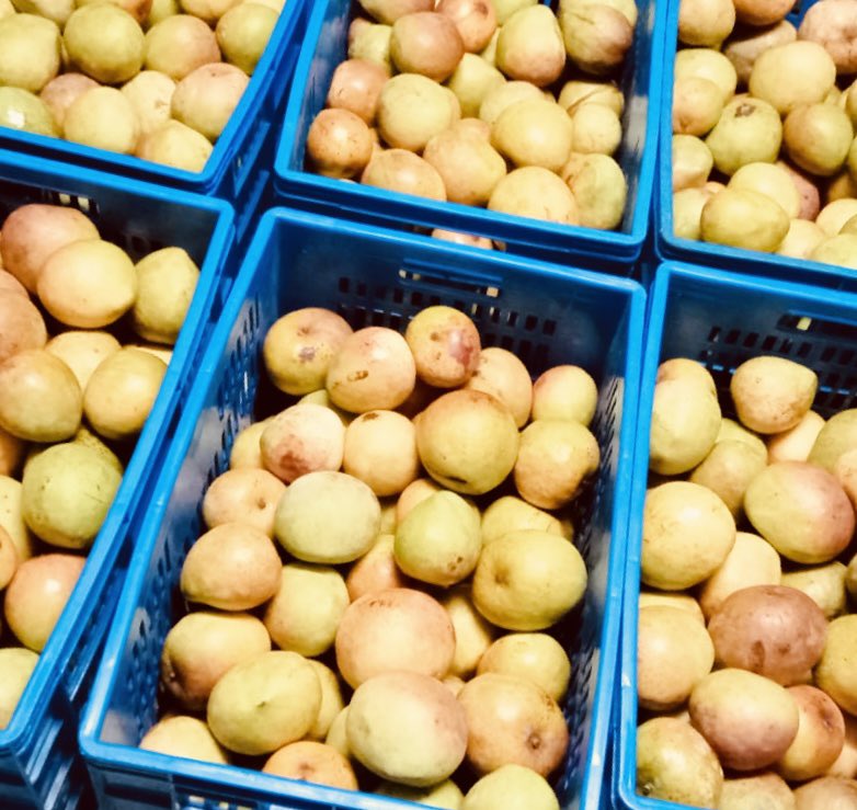 IsaacKalua's tweet image. It is harvest period for those who planted. It is also a sweet reminder for many more to plant because It’s never late to @PlantYourAge. Focus on fruit trees and you will never regret. @FAO #jazamiti join me in new hash tag #FromPlanToAction Domo tuache!