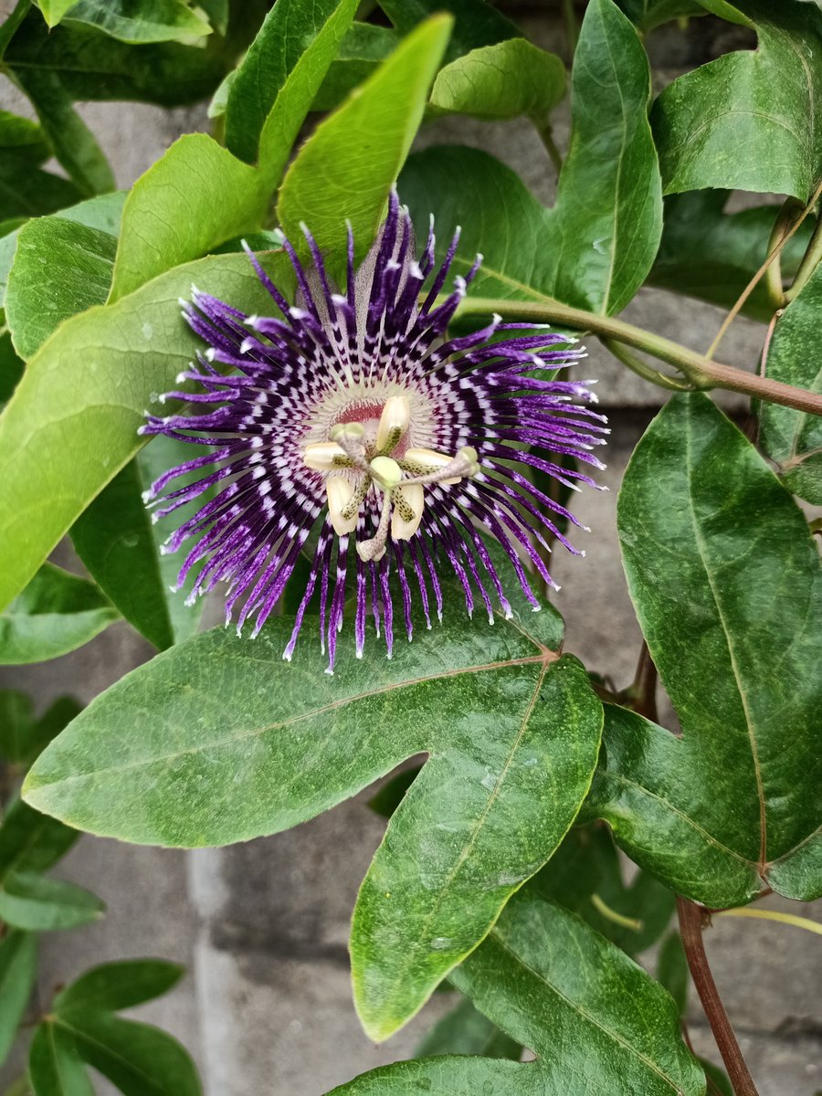 SimranKotwal4's tweet photo. Passiflora laurifolia
Today, passionflower is promoted as a dietary supplement for anxiety and sleep problems, as well as for pain, heart rhythm problems, menopausal symptoms, and attention-deficit hyperactivity disorder.#Botanist #Plants #mobilephotography https://t.co/jdQXkAoLqJ