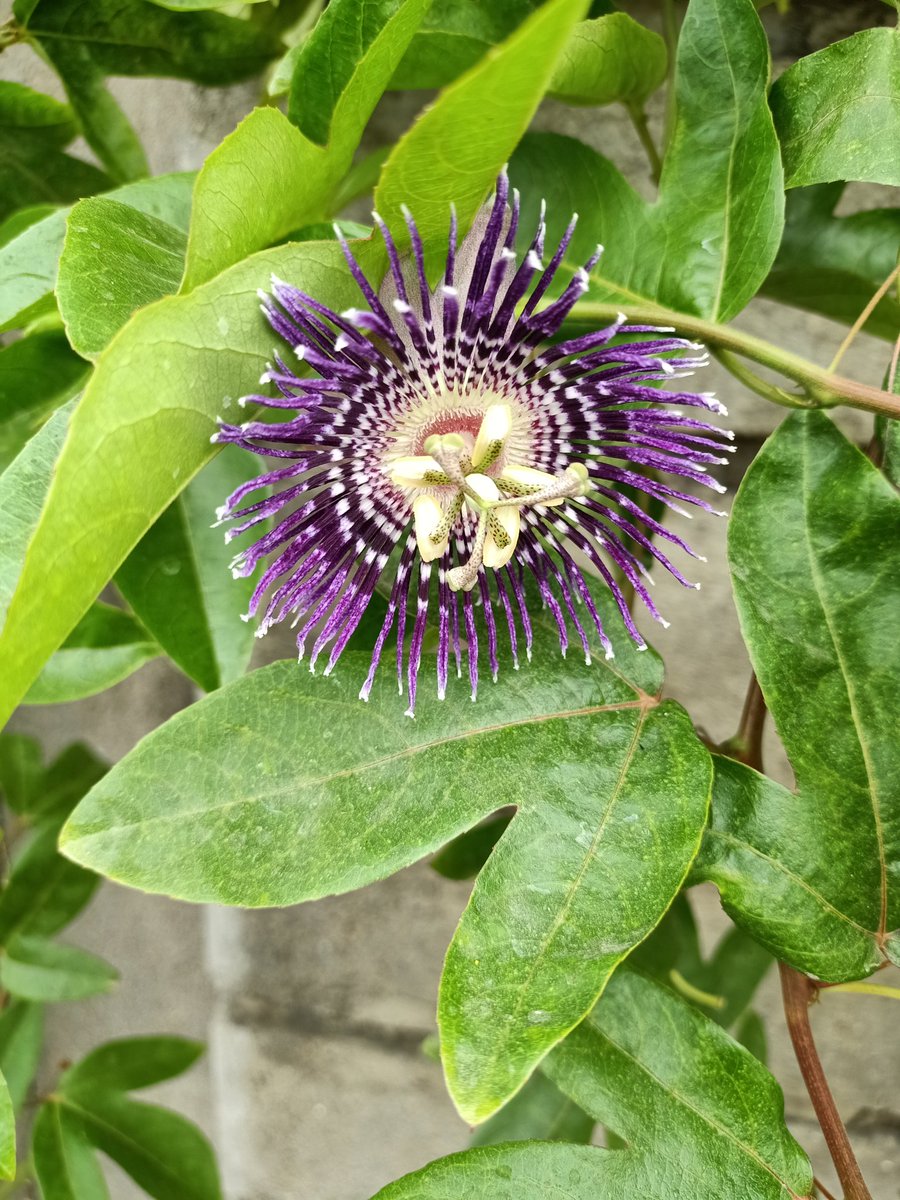 SimranKotwal4's tweet photo. Passiflora laurifolia
Today, passionflower is promoted as a dietary supplement for anxiety and sleep problems, as well as for pain, heart rhythm problems, menopausal symptoms, and attention-deficit hyperactivity disorder.#Botanist #Plants #mobilephotography https://t.co/jdQXkAoLqJ