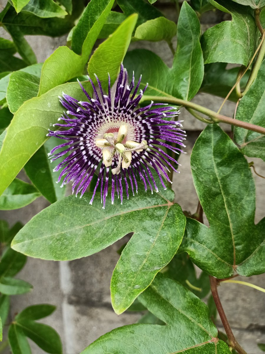 SimranKotwal4's tweet photo. Passiflora laurifolia
Today, passionflower is promoted as a dietary supplement for anxiety and sleep problems, as well as for pain, heart rhythm problems, menopausal symptoms, and attention-deficit hyperactivity disorder.#Botanist #Plants #mobilephotography https://t.co/jdQXkAoLqJ