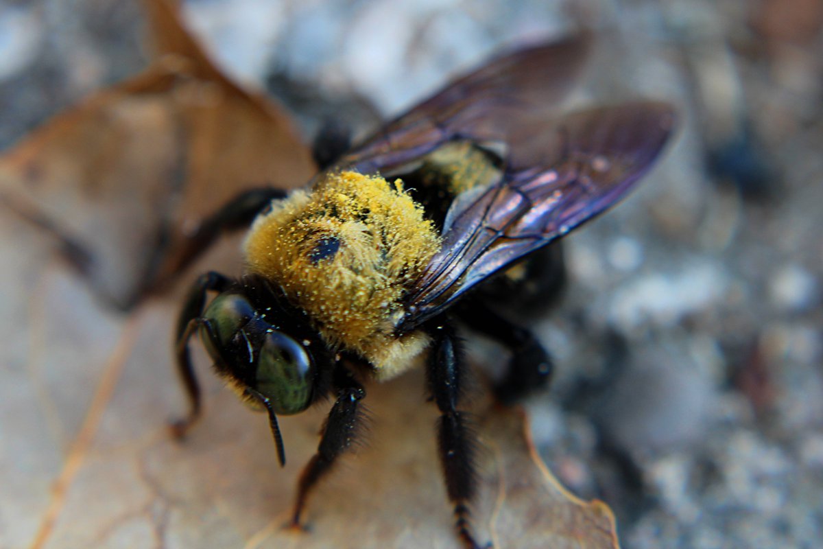 Klippy27's tweet photo. Bee close. Taken September, 2021.
#GuruShots
#bee
#photography
#photographer
#beephotography
#macrophotography
#bugsofhellgate
#KlipPics
#picoftheday https://t.co/7DnRlPzkiw