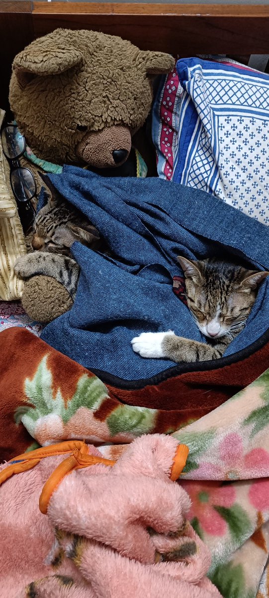 KittuTheTabby's tweet photo. Mirror images
#cats_of_instagram #catsofweek @catsofinstagram #catstagram #catsoftwitter #catsnapping #catsnap #catsnuggling #catsnuggles #catsnugglesarethebest #catslivesmatter #catsarefamily #petsarefamily #adoptdontshop #whiskerwednesday https://t.co/8Hrd5bKvP7