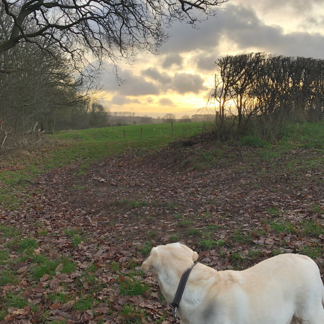 Windy (and muddy!) morning walks with this one! 🐕

Aren't we blessed to have such amazing countryside right on our doorstep?

Where's your favourite dog walking spot?

#worcestershire #stokebliss #tenburywells #luluthelabrador #tenburywellsopenforbusiness