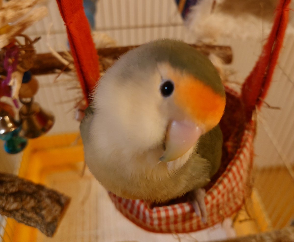 TenjinYs's tweet photo. 今年も健やかに🐥💕 https://t.co/ej0eecQcMa