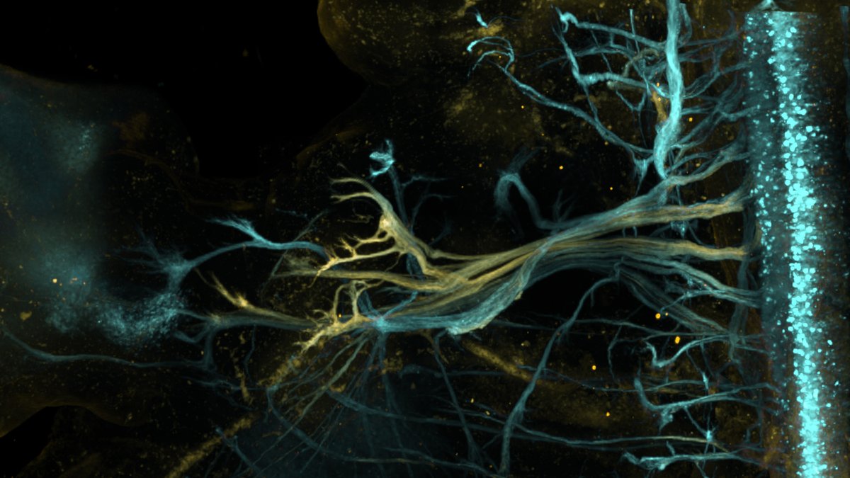 theJACLab's tweet photo. 👉Our study @IMBSinica by @shirley_liau &amp; @ycchen_tw, in collaboration with @suoqin_jin &amp; QingNie @UCIrvine, and @stef_nedelec /@IFM_NEURO  has uncovered the diversity of spinal motoneurons in mouse embryos through SingleCell RNA Sequencing. 
https://t.co/y2w1PeVMHB @NatureComms https://t.co/fQewt9VFu6