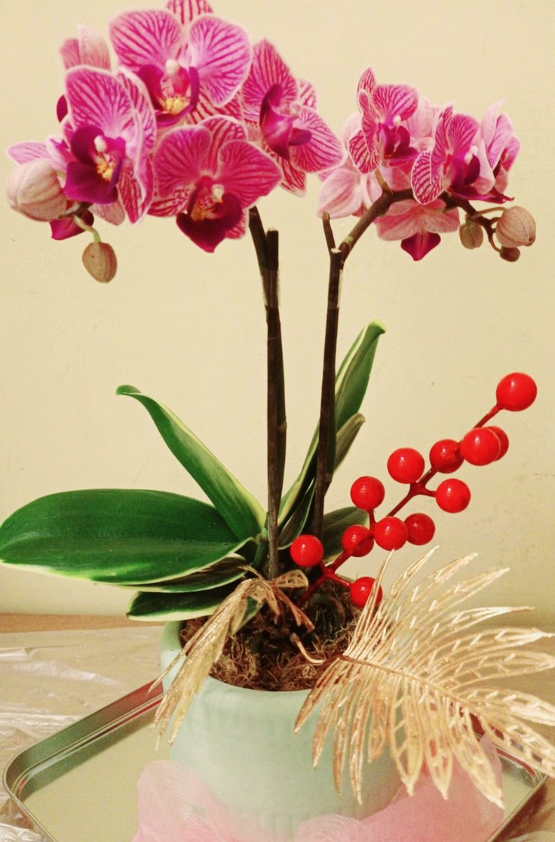 Bao Bao got some floras from a friend. 

Happy New Year everyone 🩷🩷