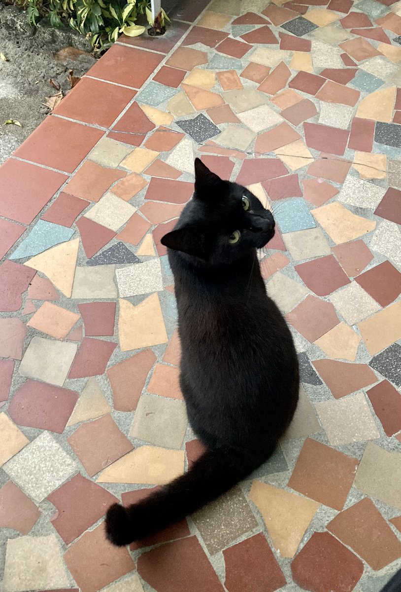 My coworker 🐈‍⬛ #WFH