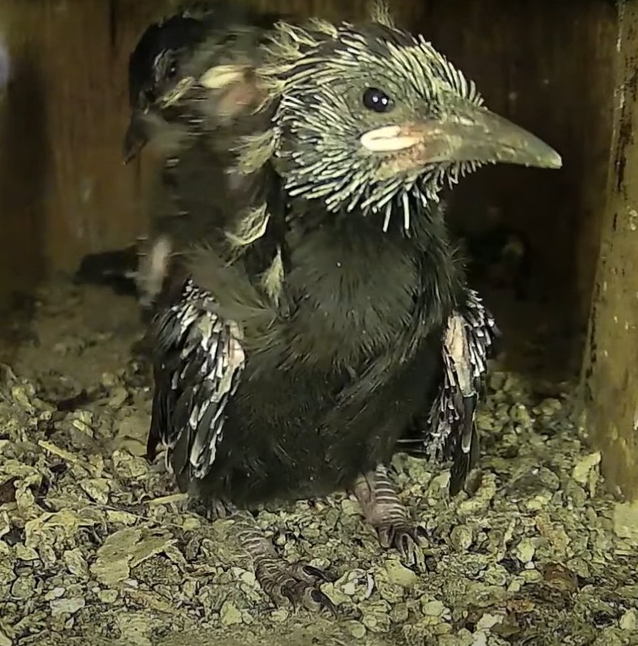AllenBirdCam's tweet photo. Aren't we just beautiful!
First selfies!
https://t.co/E34FniU1Fu https://t.co/2GJeyXovcP
