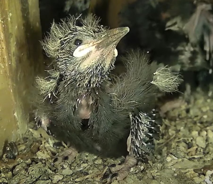 AllenBirdCam's tweet photo. Aren't we just beautiful!
First selfies!
https://t.co/E34FniU1Fu https://t.co/2GJeyXovcP