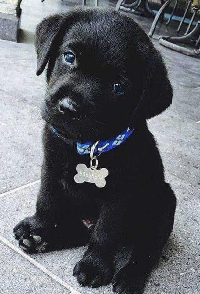 BestinDogs tweet picture