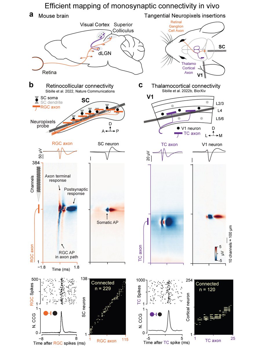You were interested in capturing retinal axons in mouse superior colliculus in vivo (doi.org/10.1038/s41467…)? You will be excited by thalamocortical axons in mouse cortex! Check out our latest story on mapping thalamocortical connectivity in vivo using #Neuropixels