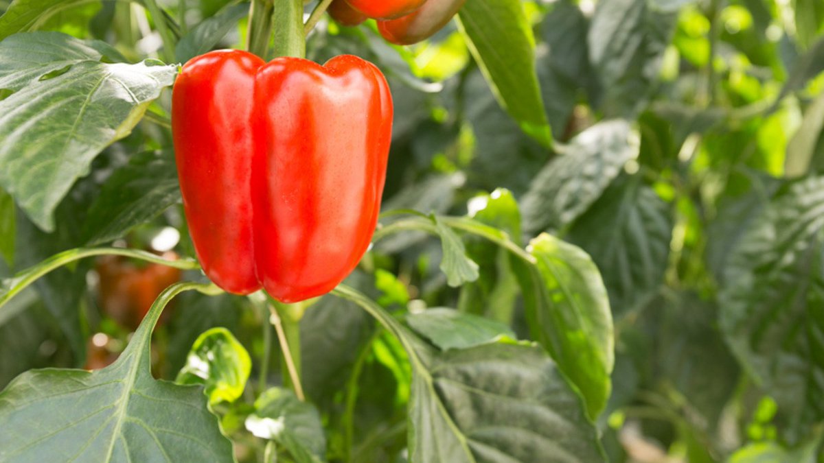 Op donderdag 19-1 organiseren wij een #Paprikadag. Op deze dag besteden wij aandacht aan de teeltuitdagingen in de #paprikateelt en de mogelijke strategieën om deze teeltuitdagingen aan te gaan. We zijn te gast bij <a href="/VanGelderNL/">Van Gelder groente & fruit</a> Opgeven kan via; bit.ly/3ZdwDxc