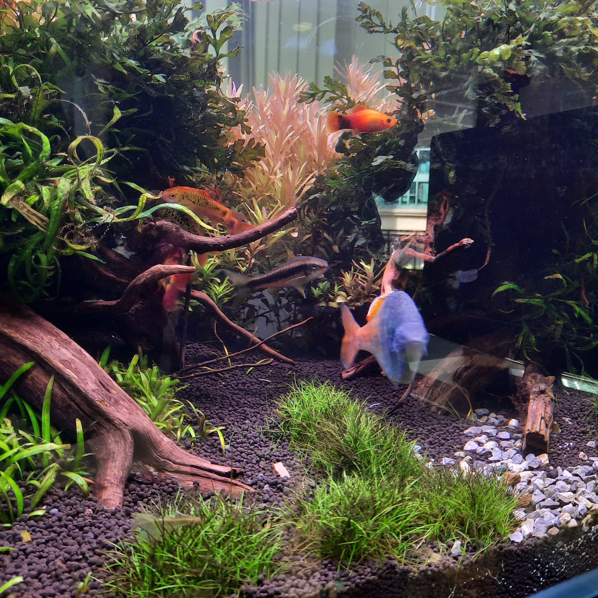 ShrimpMetaverse's tweet photo. #香港水族  #水族造景設計 #生態缸造景 #迷你缸造景  #水族 #養魚  #hkhandmade  #療癒系水族 #造景訂造 #微景觀生態 #造景藝術 #adaaquarium #fishtank #fishspirit #aquarium #aquariumlife #hkaquarium #aquariumfish #tankdesign #aquariumdesigns #aquarium #hkdesign #ecological #landscape https://t.co/dOTys7yqMc