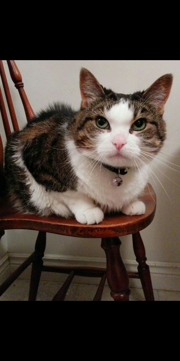 PJSM206's tweet photo. Happy #WhiskersWednesday to &amp; GB all! It's a new year, let's help to make it better for all by continuing💖 &amp; tolerance to all spiecies, God made &amp; loves us all! S-J &amp; I purr hard for all, always! 230 WW ago, my Antennae &amp; I went to Heaven #PurrsForUkraine 🇺🇦 #CatsOfTwitter https://t.co/lGkRiHErvo