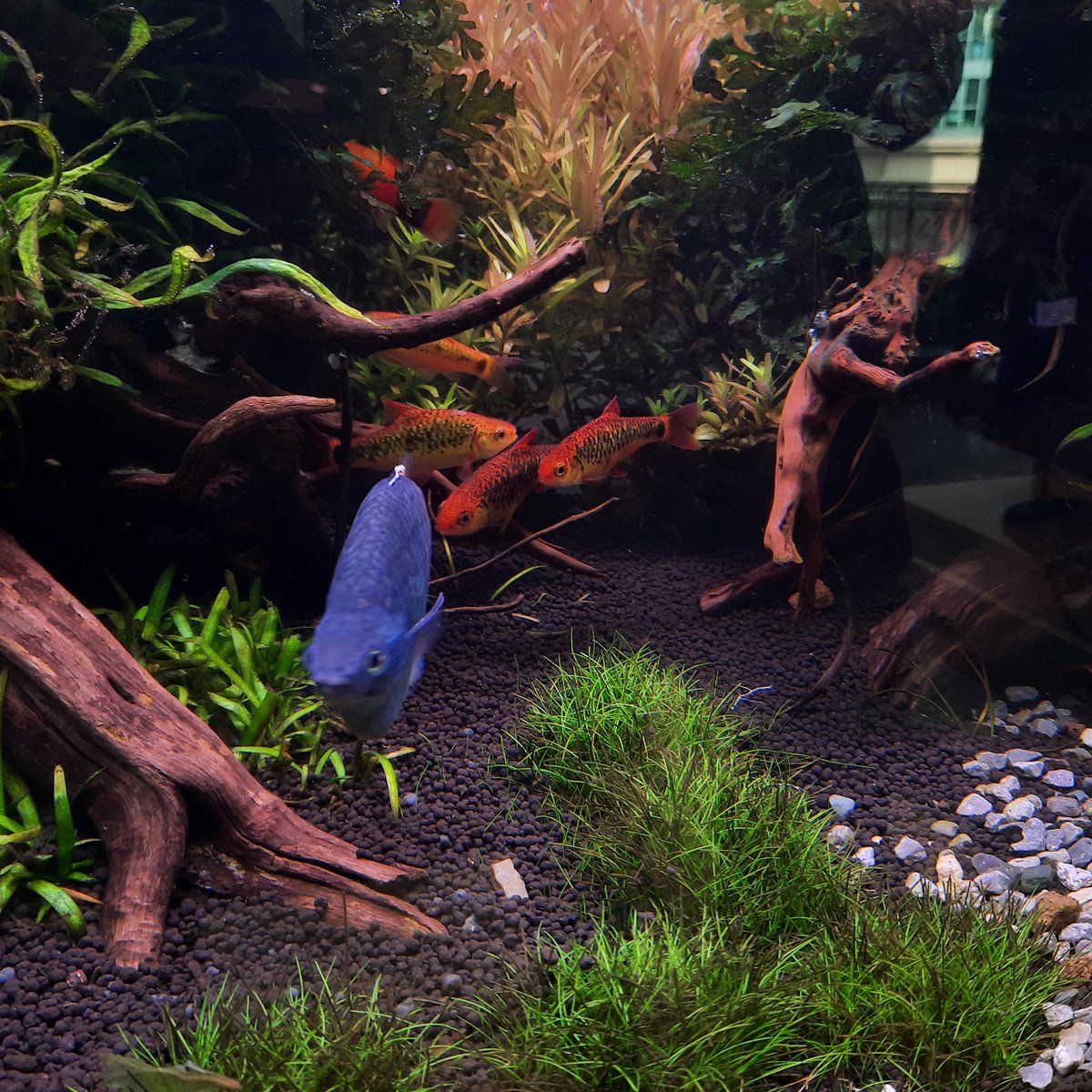 ❤かわいいペットに❣️格安❣️個別にもお譲ります☄️中古水槽☄️大・中大・中・小 ZENY「セール価格」ペットハウス 犬小屋 犬ハウス 丸洗い OK