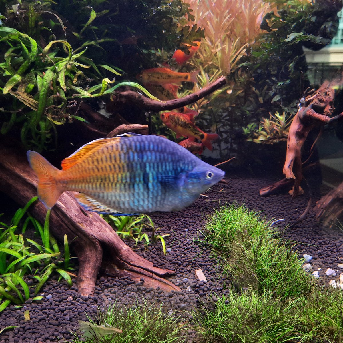 ShrimpMetaverse's tweet photo. #香港水族  #水族造景設計 #生態缸造景 #迷你缸造景  #水族 #養魚  #hkhandmade  #療癒系水族 #造景訂造 #微景觀生態 #造景藝術 #adaaquarium #fishtank #fishspirit #aquarium #aquariumlife #hkaquarium #aquariumfish #tankdesign #aquariumdesigns #aquarium #hkdesign #ecological #landscape https://t.co/dOTys7yqMc