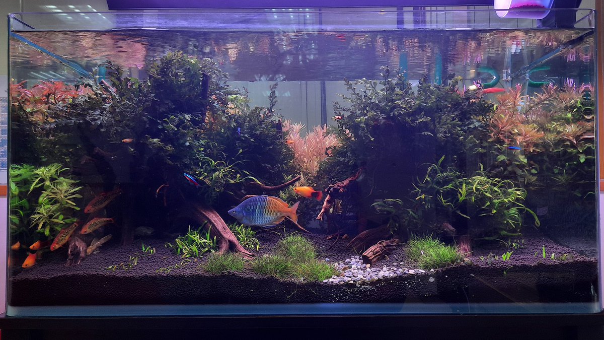 ShrimpMetaverse's tweet photo. #香港水族  #水族造景設計 #生態缸造景 #迷你缸造景  #水族 #養魚  #hkhandmade  #療癒系水族 #造景訂造 #微景觀生態 #造景藝術 #adaaquarium #fishtank #fishspirit #aquarium #aquariumlife #hkaquarium #aquariumfish #tankdesign #aquariumdesigns #aquarium #hkdesign #ecological #landscape https://t.co/dOTys7yqMc