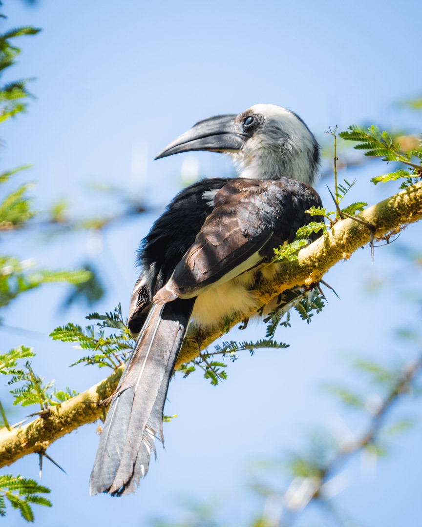 Von Der Decken's hornbill is mainly found in thorn scrub and similar arid habitats of East Africa.

Photo Credit: @Jeff_Hennessy

#VonDerDeckensHornbill #hornbill #hornbillphotography
#birding #birdingkenya #birdingsafari #birdwatching #birdwatchingkenya #ornithology #mugie
