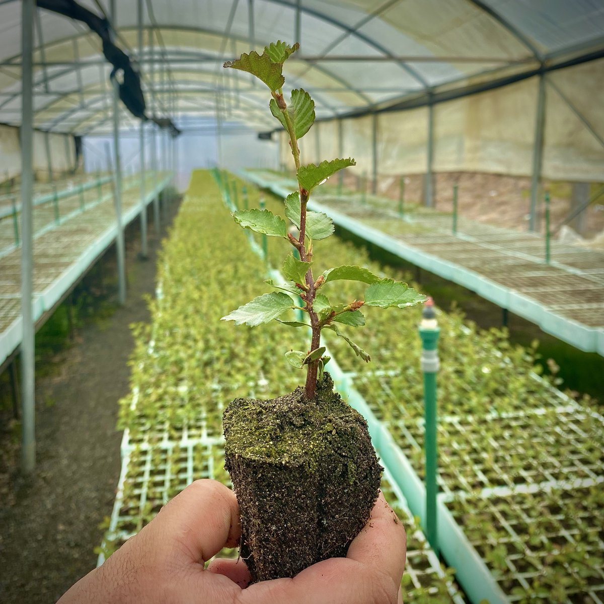 Poco más de 2 meses y solo 14 centímetros tiene esta plántula de Lenga (Nothofagus pumilio), una de las 50 mil plantas producidas en nuestro vivero para restaurar de suelos degradados en la Región de Aysén. Con el tiempo y un buen manejo, esta Lenga podría llegar a medir 30mts.