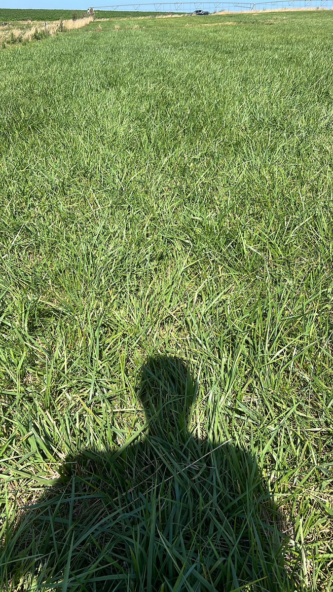 Nachogoi's tweet photo. Mucho que pensar, estabilizar los sistemas tiene mucho que ver con regar… déficit de 350 mm desde octubre … TC 75 kgs ms ha dia Festuca 6 to año. https://t.co/YvrpXU6OuS