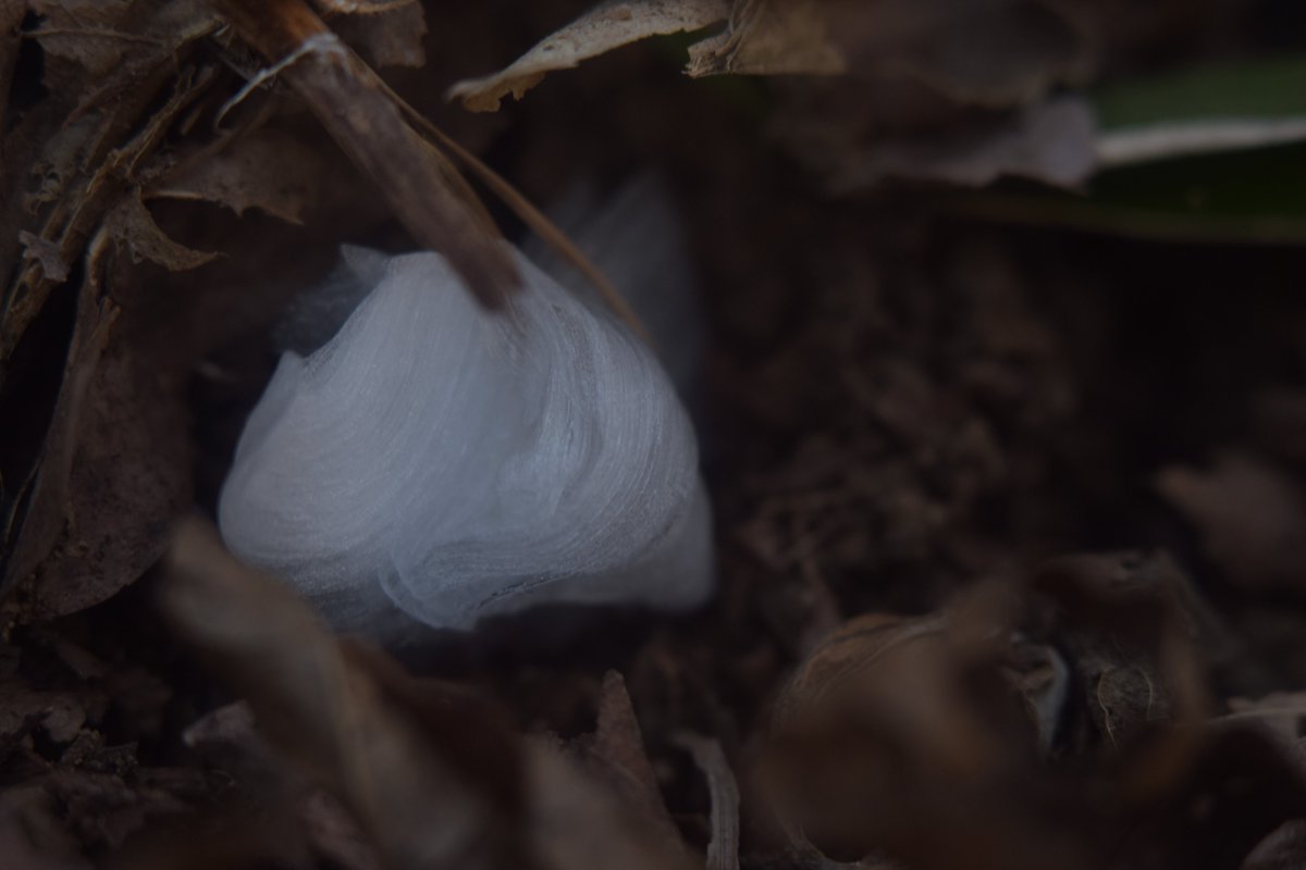 uraguchinyugaku's tweet photo. 2023.1/4 高尾山５号路 シモバシラ ②
#CollinsoniaJaponica
#frostflower #霜華 #氷華
#botanical
#オールドレンズ Industar-61 52mm/F2.8 https://t.co/95up04cMec
