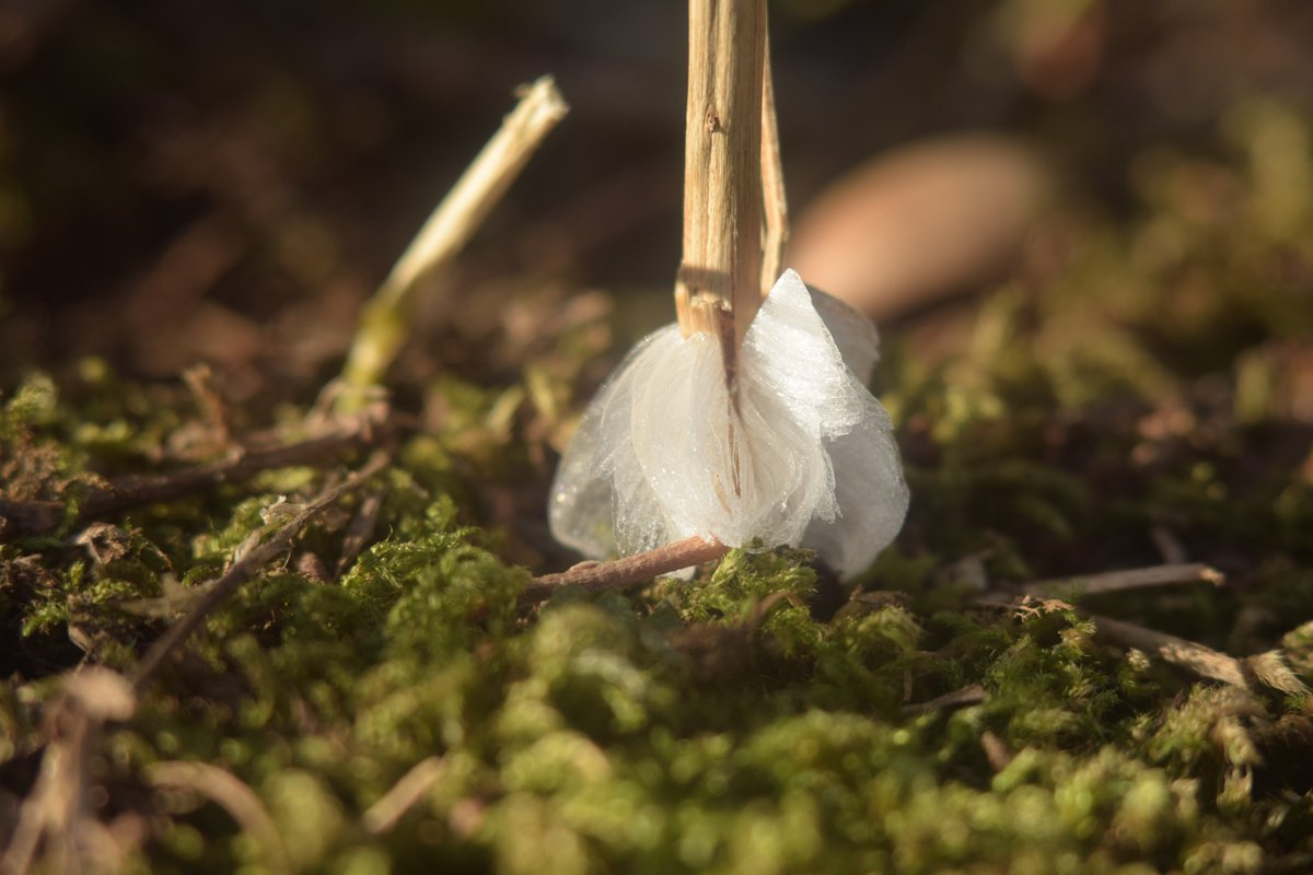 uraguchinyugaku's tweet photo. 2023.1/4 高尾山５号路 シモバシラ ①
#CollinsoniaJaponica
#frostflower #霜華 #氷華
#botanical
#オールドレンズ Industar-61 52mm/F2.8 https://t.co/2xxbI90QhF
