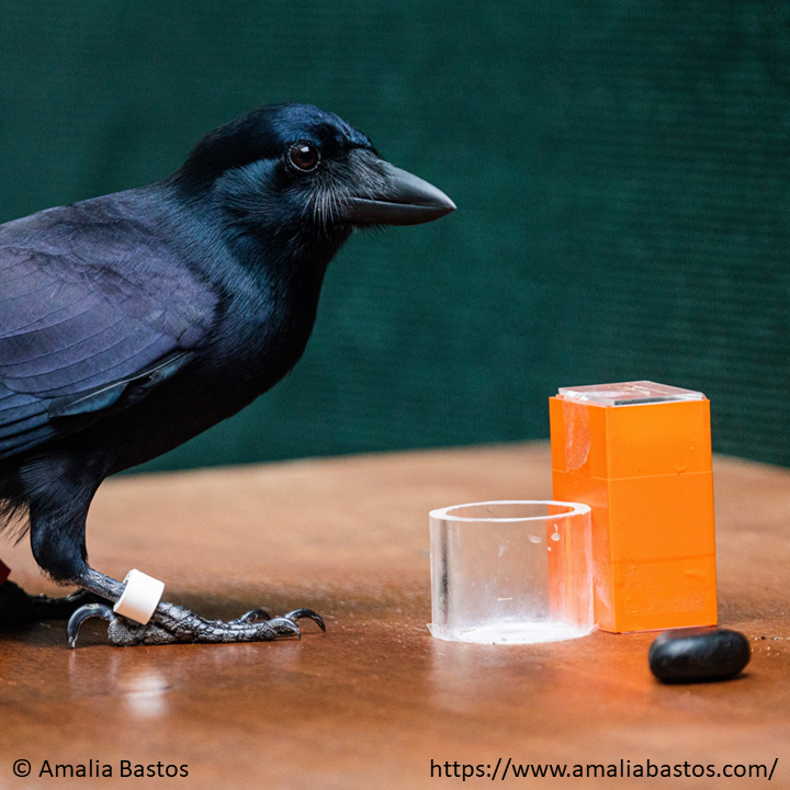 Alexis Breen (@alexisjbreen.bsky.social) (@alexisjbreen) on Twitter photo 🚨PAID field assistant positions <a href="/MPI_EVA_Leipzig/">MPI-EVA Leipzig</a>!🚨 Join us for 3-6 months (March-Sep 2023), to study the cognition and foraging behaviour of tool-using New Caledonian crows - apply here: bit.ly/3GAb1Ud International applicants encouraged! Please Retweet! 🚨PAID field assistant positions <a href="/MPI_EVA_Leipzig/">MPI-EVA Leipzig</a>!🚨 Join us for 3-6 months (March-Sep 2023), to study the cognition and foraging behaviour of tool-using New Caledonian crows - apply here: bit.ly/3GAb1Ud International applicants encouraged! Please Retweet!